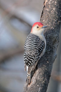 Close-up of bird perching on tree trunk