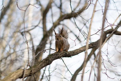 Low angle view of bird perching on tree against sky