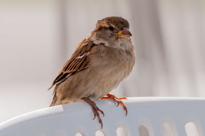Close-up of bird perching on railing