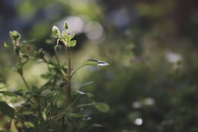 Close-up of flowering plant