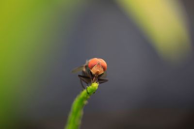 Close-up of ladybug on flower