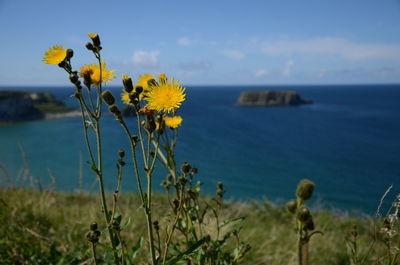 Close-up of yellow flowering plant by sea against sky