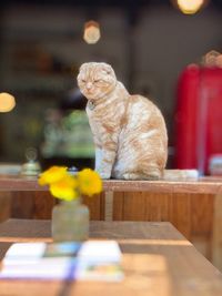 Cat sitting on table