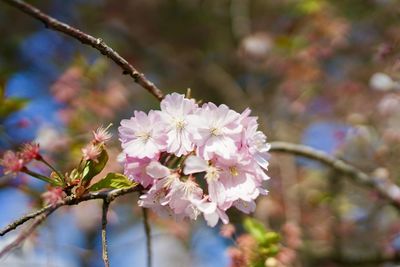 Close-up of pink cherry blossoms in spring