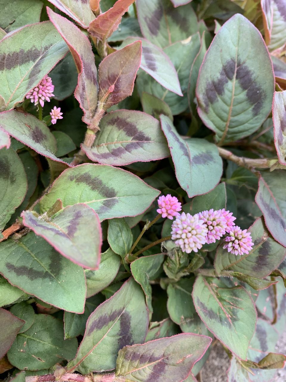 HIGH ANGLE VIEW OF PINK FLOWERING PLANTS