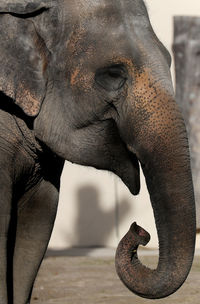 Close-up of elephant