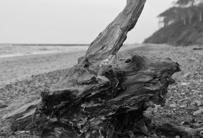 Close-up of driftwood on tree trunk against sky