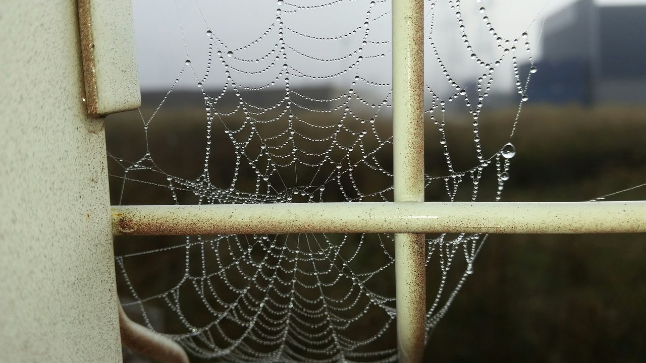 CLOSE-UP OF WET SPIDER WEB AGAINST WINDOW