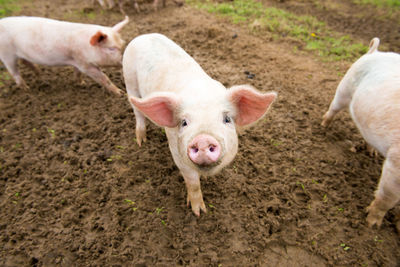 Pigs in farm