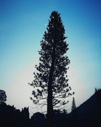 Silhouette of tree at sunset