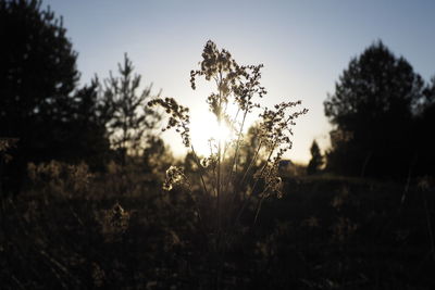 Close-up of stalks in field against sky during sunset