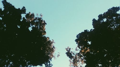 Low angle view of trees against clear sky