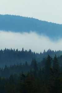 Scenic view of forest against sky