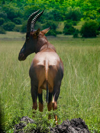 Horse grazing on field