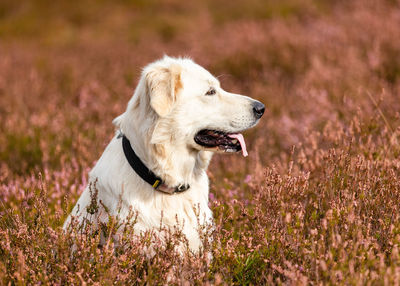 Dog running on field