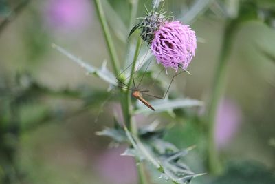 Close-up of insect on purple flower