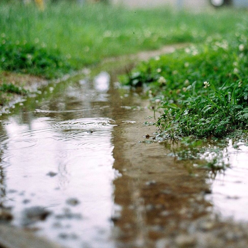 water, selective focus, surface level, grass, reflection, nature, tranquility, lake, wet, waterfront, stream, growth, green color, plant, day, river, beauty in nature, outdoors, no people, close-up