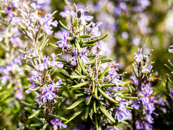 Close-up of fresh flowers