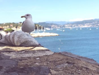 Seagull perching on rock by sea against sky