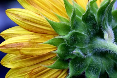 Close-up of sunflower plant