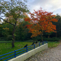 Footpath by trees during autumn