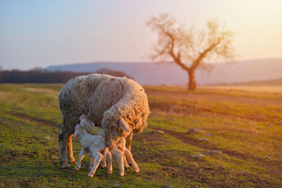 Sheep in a field