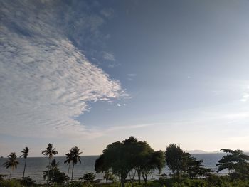 Scenic view of palm trees against sky during sunset