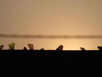 Close-up of a bird against clear sky