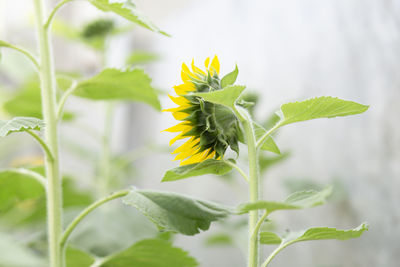 Close-up of yellow flowering plant