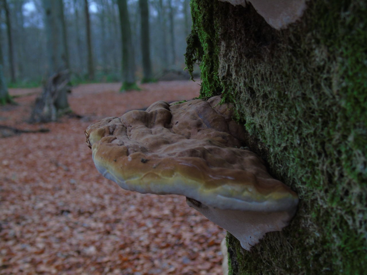 CLOSE-UP OF DEAD TREE TRUNK IN FOREST