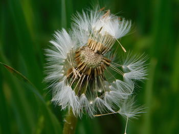 Close-up of dandelion on plant