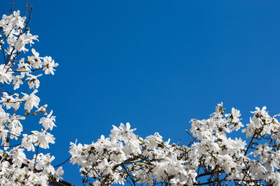 Low angle view of cherry blossom against clear blue sky