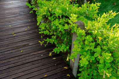 High angle view of plant growing in farm