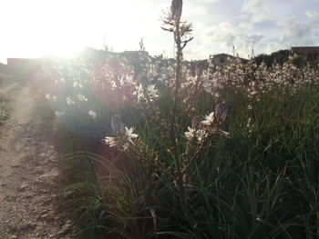 Plants growing on field against sky