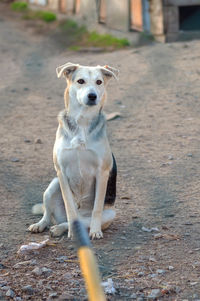 pet