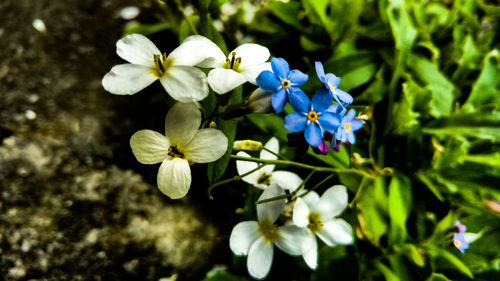 Close-up of flowers blooming outdoors