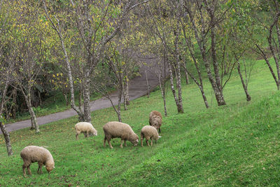 Sheep in a field