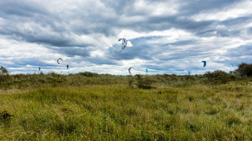 View of birds flying over grassy field against sky
