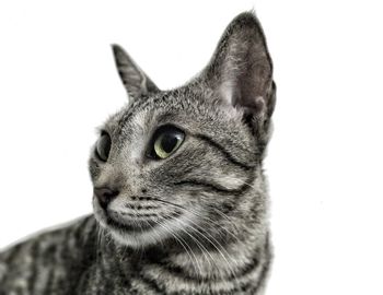Close-up portrait of cat