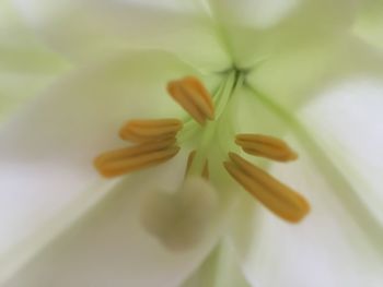 Close-up of yellow flower