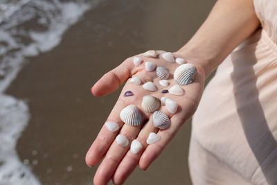 Cropped hand holding seashells