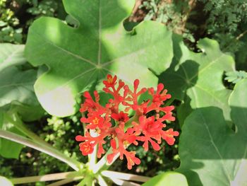 Close-up of red flowers