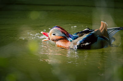 Close-up of duck swimming in lake