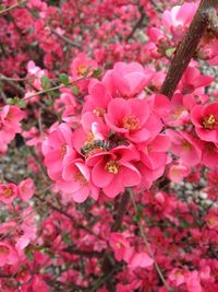 Close-up of bee on pink flowers blooming outdoors