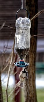 Bird flying by feeder made from bottle
