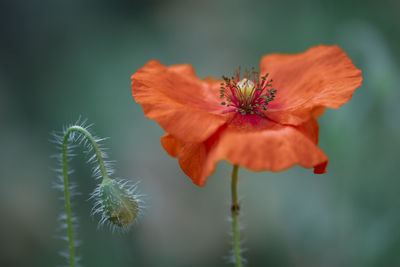 Close-up of orange flowering plant