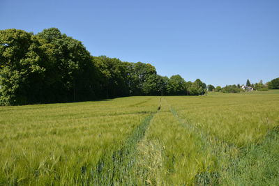 Scenic view of field against clear sky