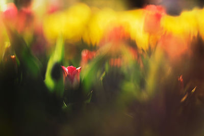 Close-up of red flowering plant