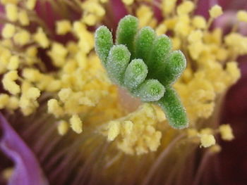 Close-up of snow on plant