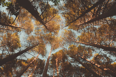 Low angle view of trees in forest during autumn